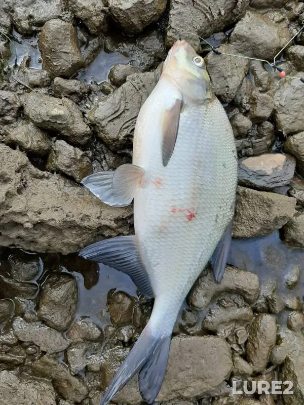 Bream — Solombalka, Jun 28, 2019
