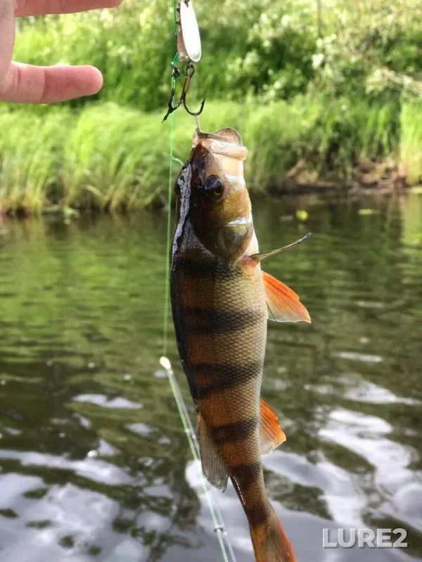 Perch — Karkulya, Jun 27, 2019