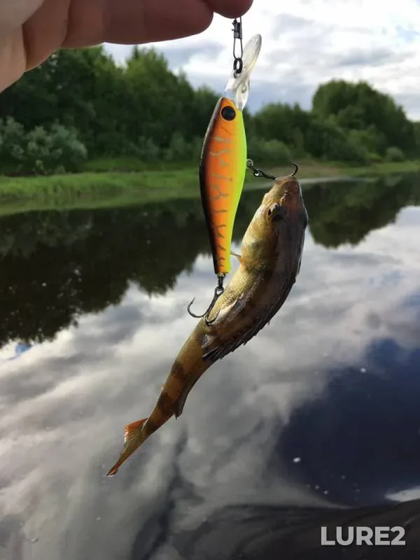 Perch — Vychegda, Jun 27, 2019