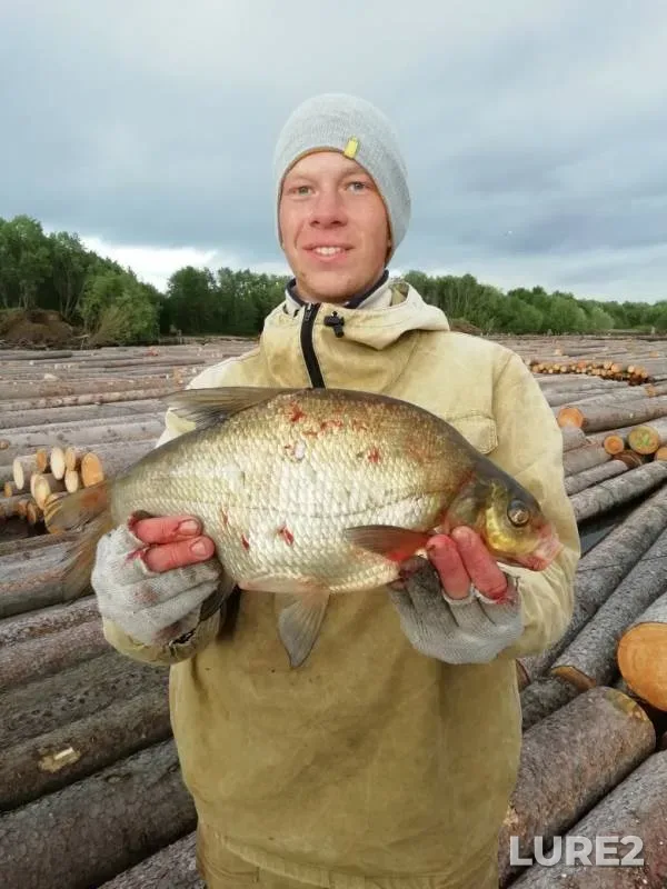 Bream — Severnaya Dvina, Jun 24, 2019