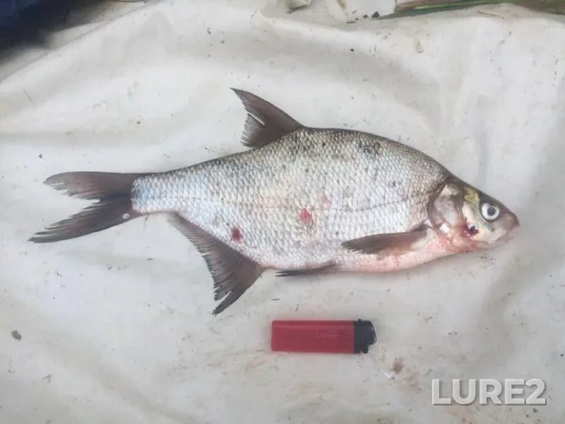 Bream — Severnaya Dvina, Jun 24, 2019