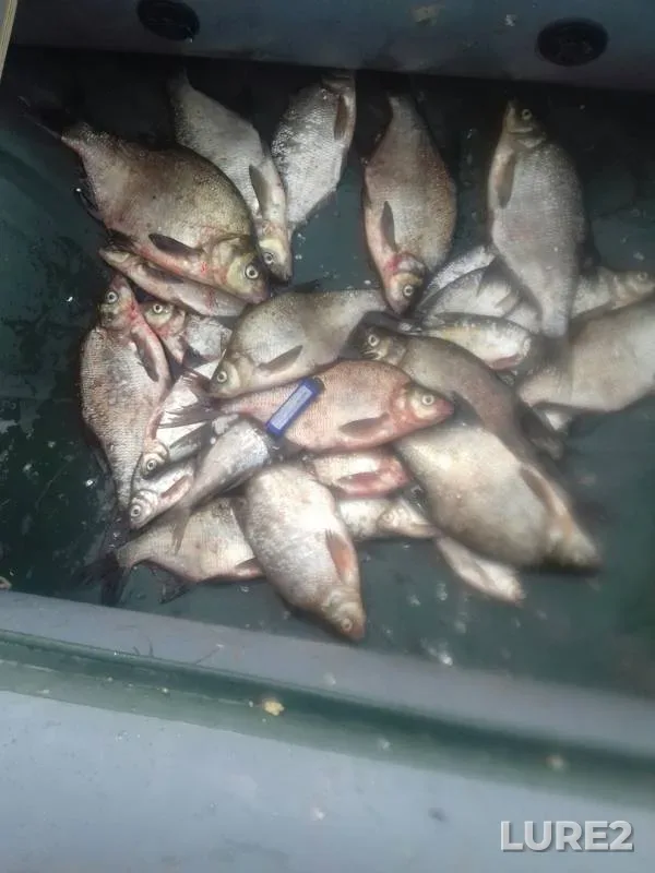 Bream — Severnaya Dvina, Jun 19, 2019