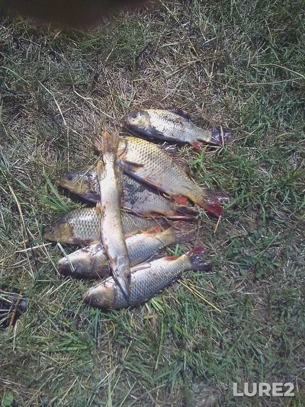 Crucian carp, Pike — Rostovskaya oblast, Sep 13, 2017