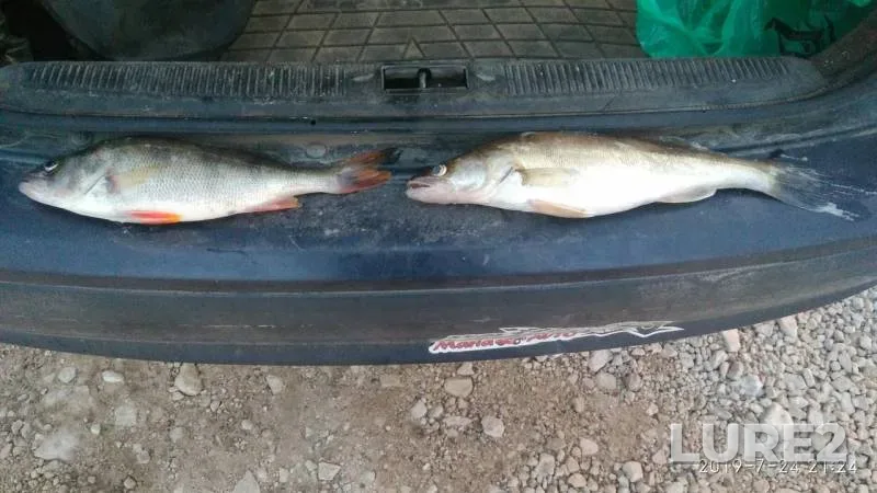 Perch, Zander — Severnaya Dvina, Jul 25, 2019