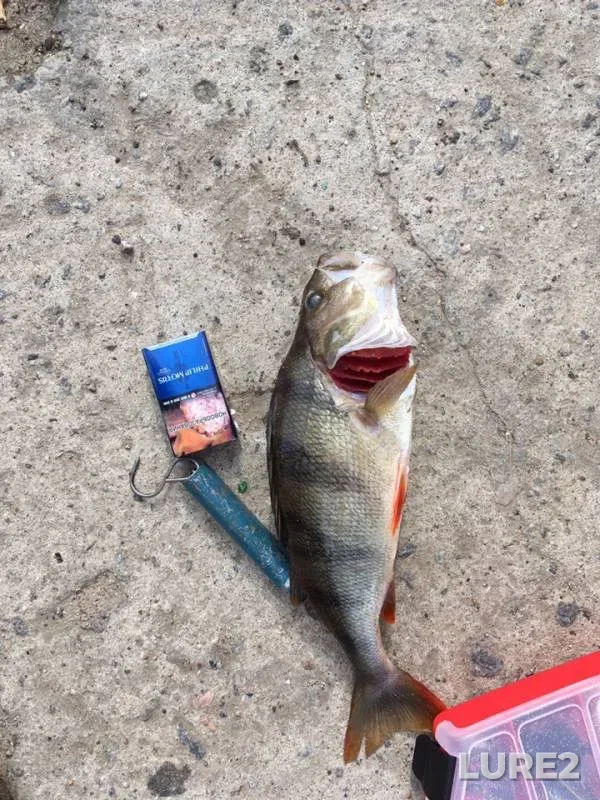 Perch — Severnaya Dvina, Jul 28, 2019