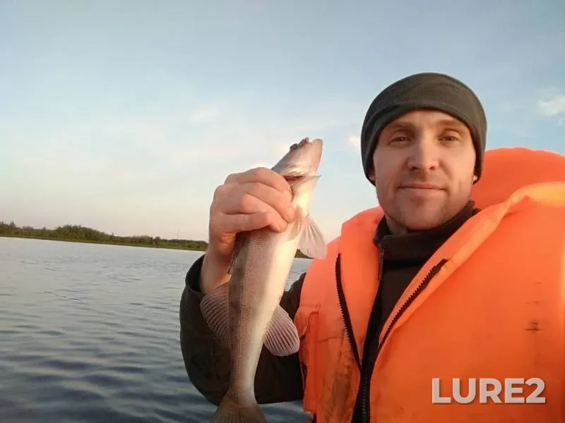 Zander — Severnaya Dvina, Jul 20, 2019