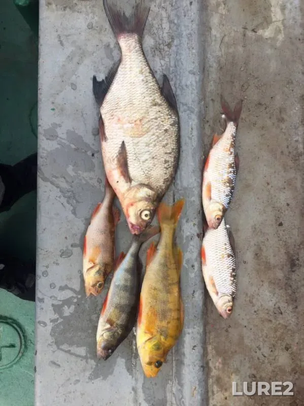 Bream, Perch — Severnaya Dvina, Jul 14, 2019