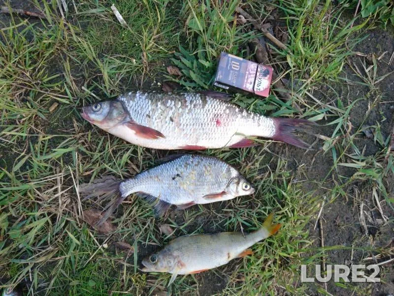 Ide, Perch — Severnaya Dvina, Jul 06, 2019