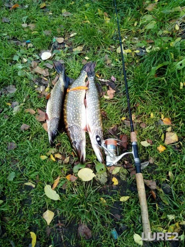 Pike — Dnepr, Oct 29, 2017
