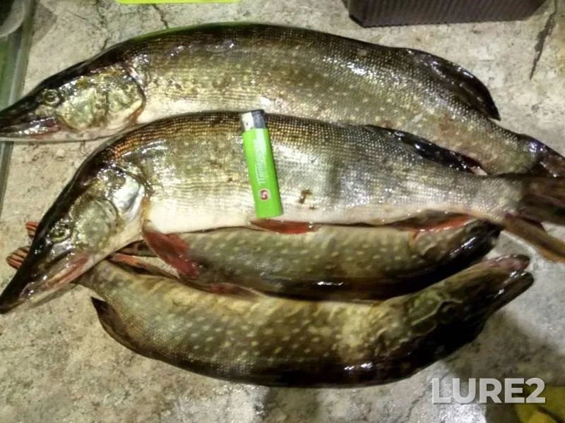 Pike — vodotok Uyemlyanka, Sep 03, 2019