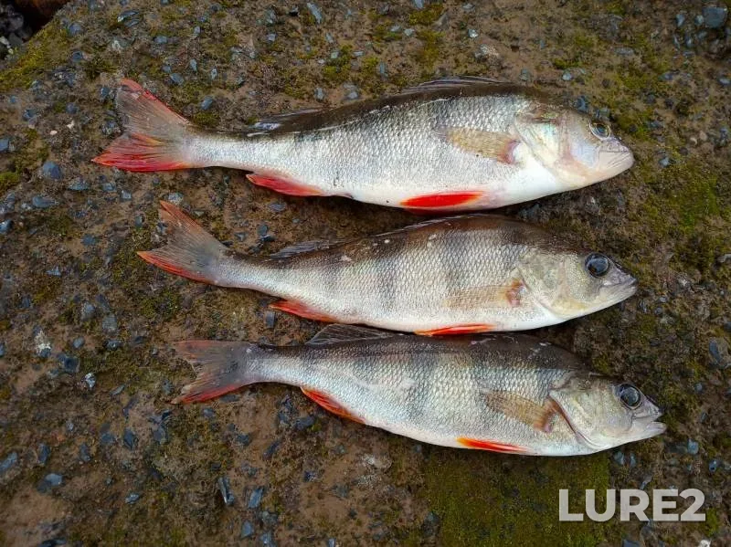 Perch, Pike — Severnaya Dvina, Aug 10, 2019