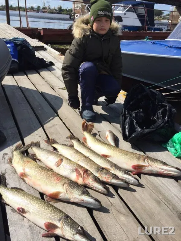 Perch, Pike — Severnaya Dvina, Aug 13, 2019