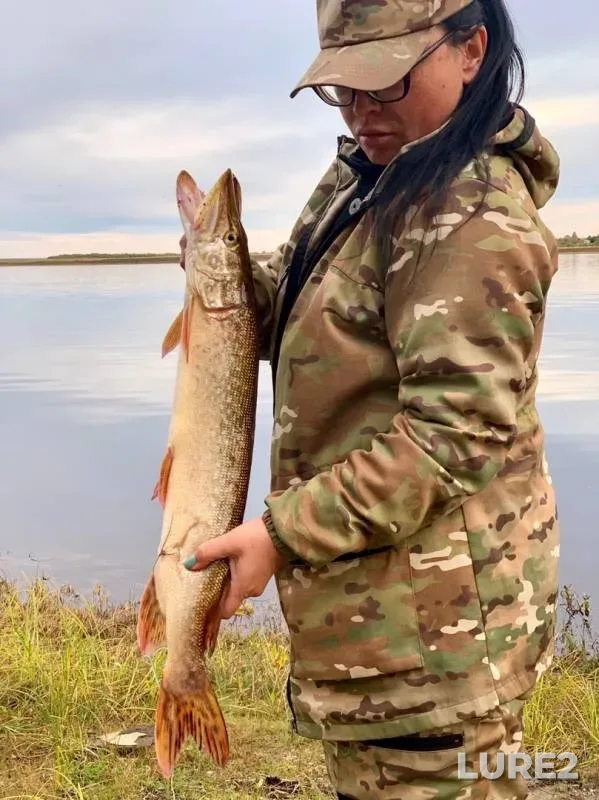 Pike — Severnaya Dvina, Sep 10, 2019