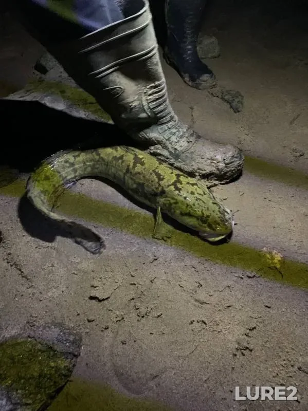 Burbot — Lyavlya, Oct 02, 2019
