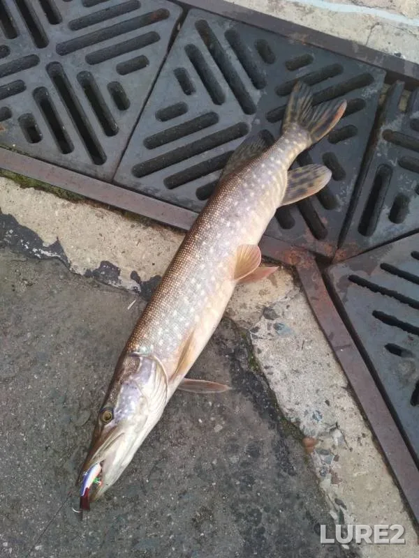 Pike — Severnaya Dvina, Oct 05, 2019