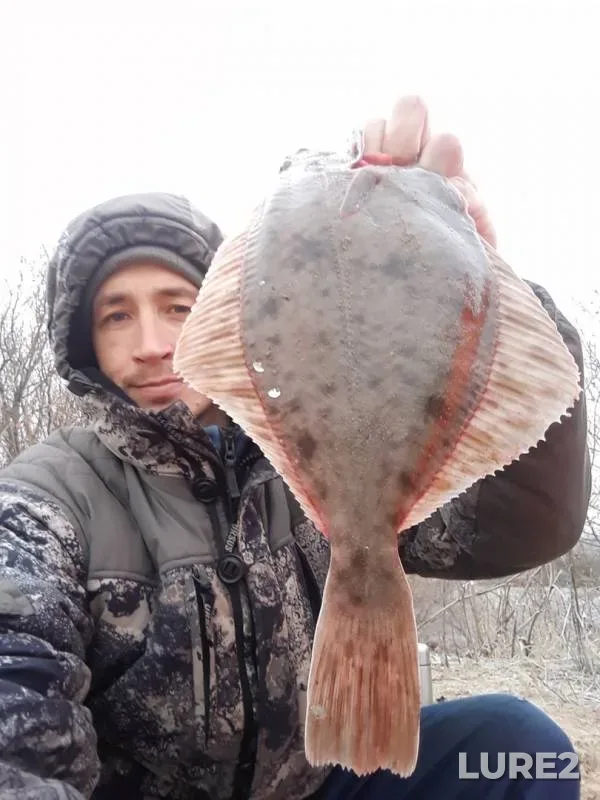 Perch — Severnaya Dvina, Oct 18, 2019