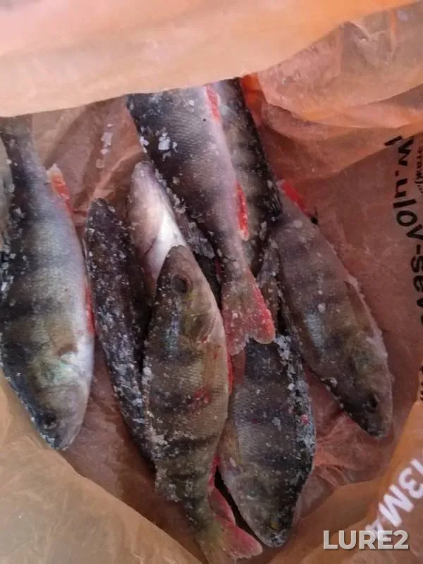 Perch — Malkurya, Nov 01, 2019