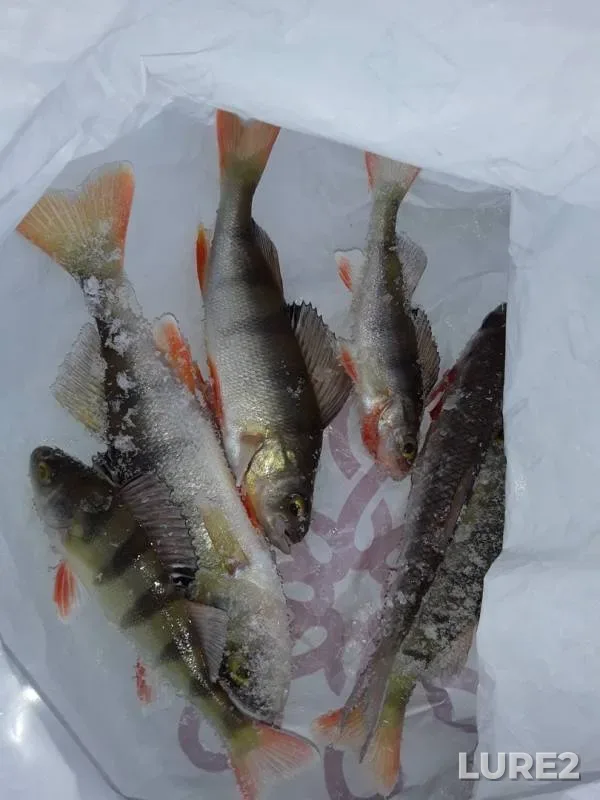 Perch — Severnaya Dvina, Nov 02, 2019