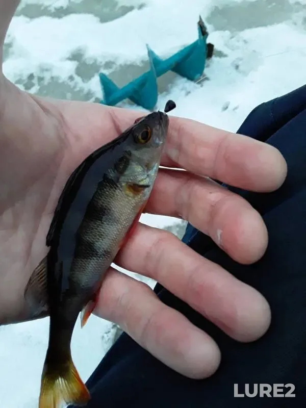 Perch — Maloye Pavkovo, Nov 04, 2019