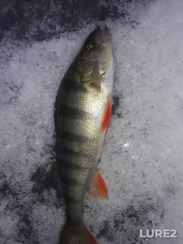 Perch — Ozyora Svetlyye, Nov 10, 2019