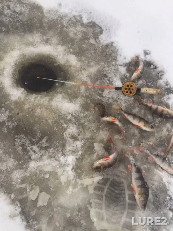 Perch — Severnaya Dvina, Nov 14, 2019