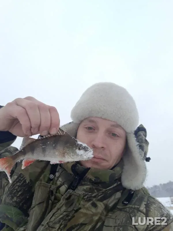 Perch — Severnaya Dvina, Nov 11, 2019