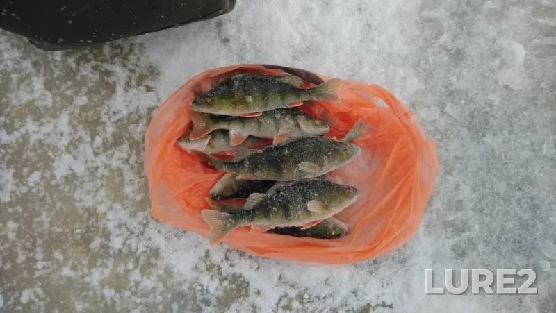 Perch — Lekshma, Nov 09, 2019