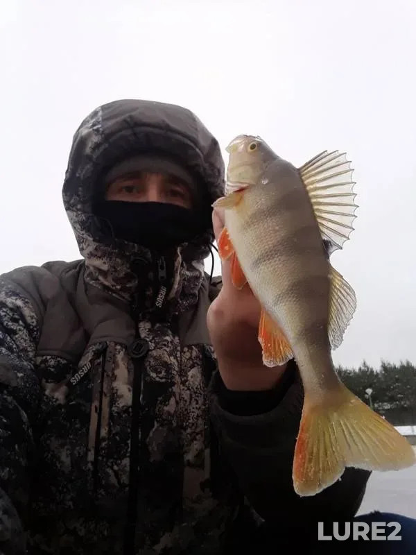 Perch — Povrakulka, Nov 08, 2019