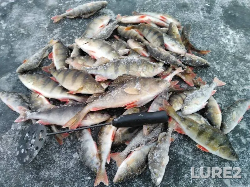 Perch — Malkurya, Nov 07, 2019