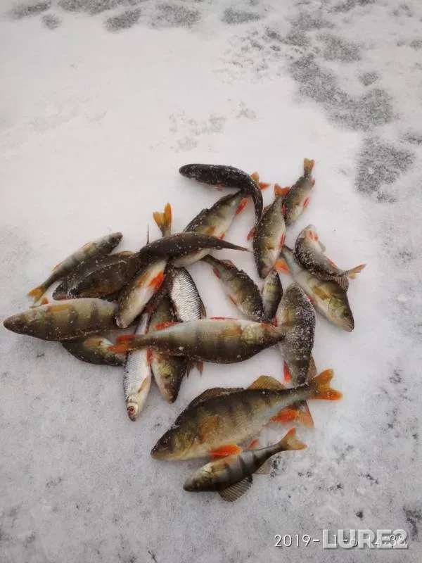 Perch, Roach — Volokhnitsa, Nov 07, 2019