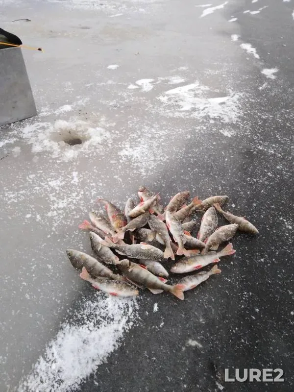 Perch — Severnaya Dvina, Nov 24, 2019
