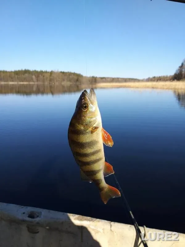 Perch — Lyubimovskoye, May 09, 2019