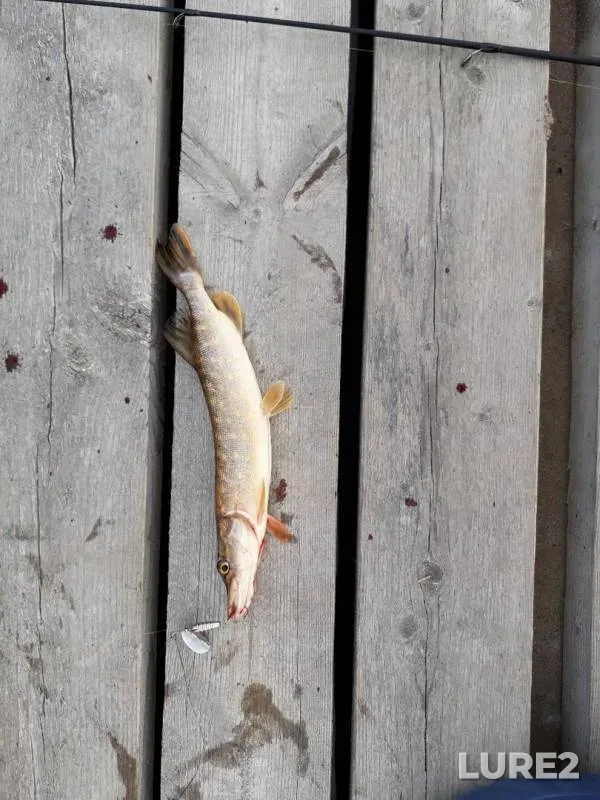 Pike — Protochnaya, May 10, 2019