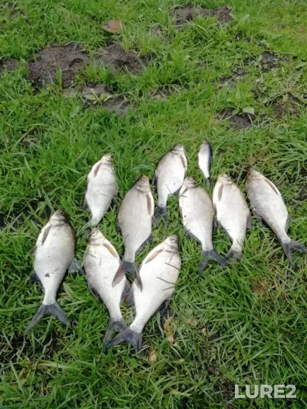 Bream — Paskoyarvi, May 12, 2019