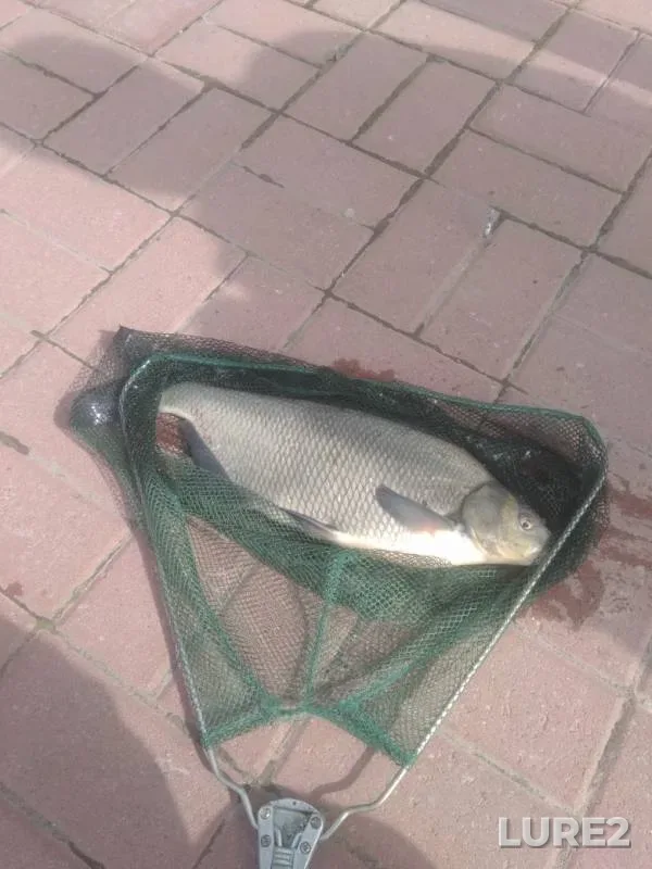 Bream — Dudergofskiy kanal, May 13, 2019