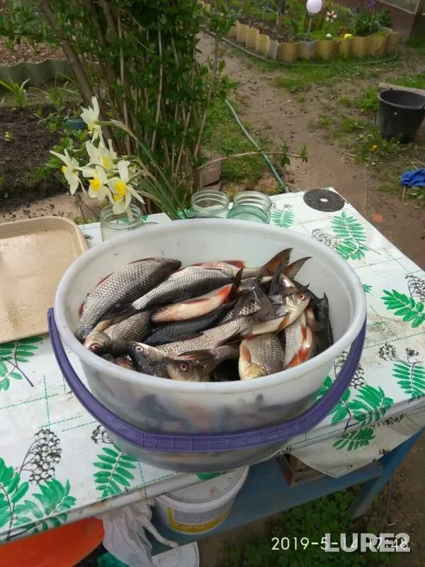 Roach — Kosopasha, May 15, 2019