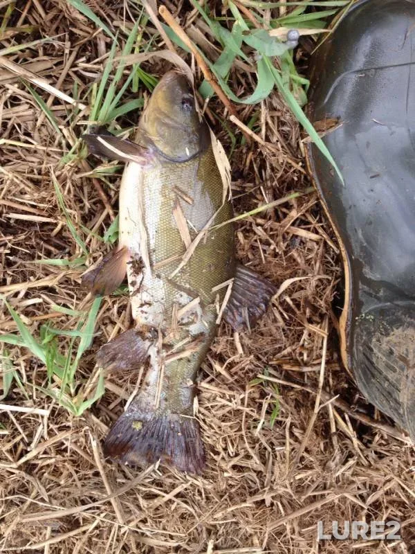 Tench — Tosna, May 26, 2019