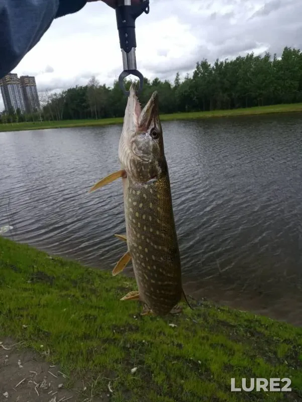 Pike — Volkovskiy, May 27, 2019