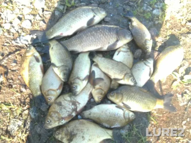 Crucian carp — Getmanskiy, Jun 08, 2019