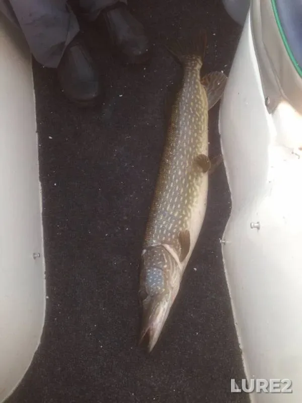 Pike — Leningradskaya oblast, Volkhovskiy rayon, Jun 08, 2019