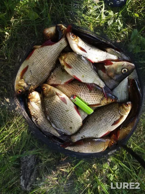 Bream, Rudd — Lyubimovskoye, Jun 08, 2019