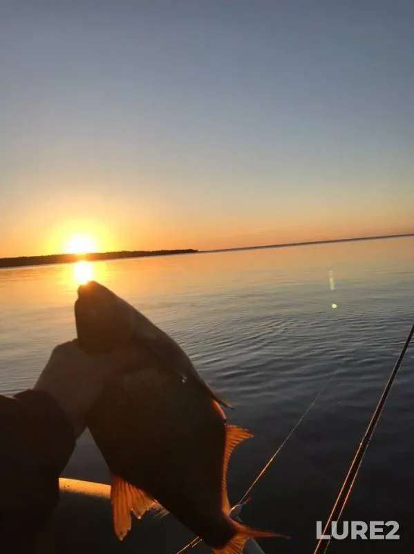 Bream — Tikhaya, Jun 10, 2019
