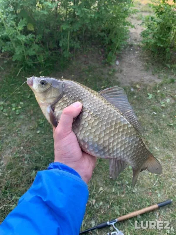 Crucian carp — Leningradskaya oblast, Jun 20, 2019