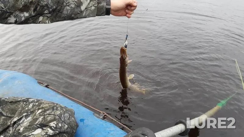 Pike — Leningradskaya oblast, Priozerskiy rayon, Jul 24, 2019