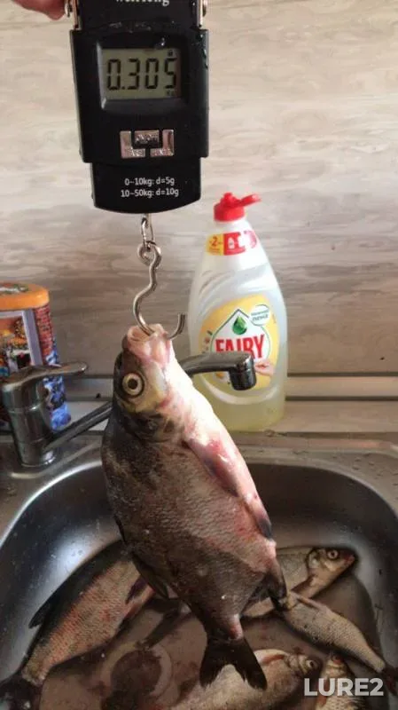 Bream, Roach — Sukhodolskoye, Jul 28, 2019