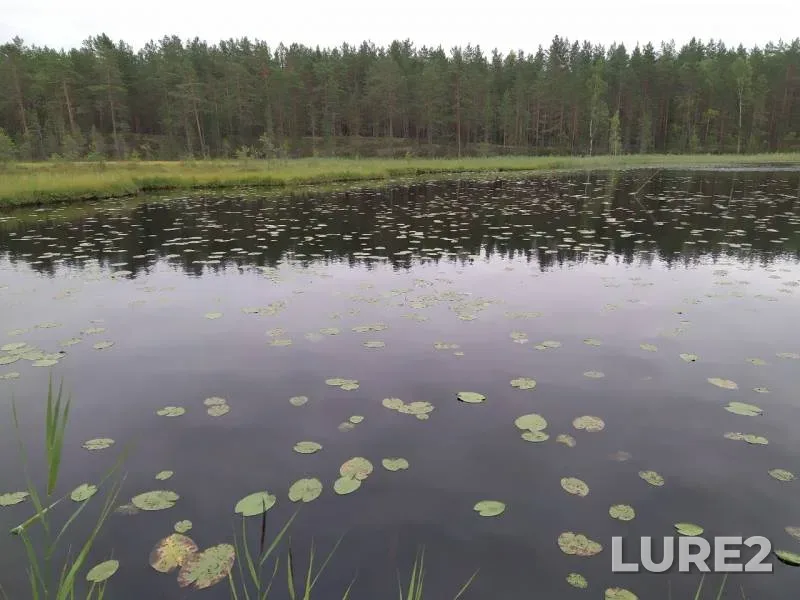Pike — ozyora Zaovrazhnyye, Aug 01, 2019
