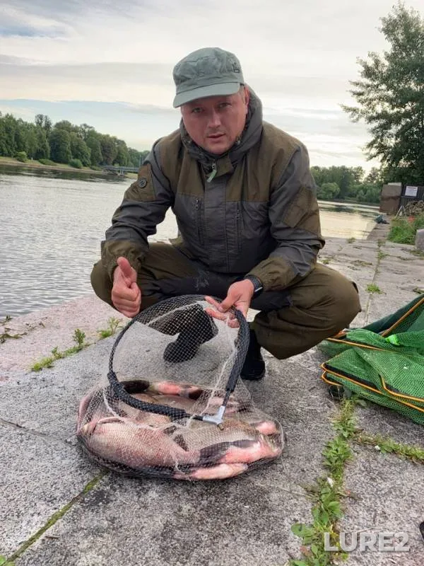 Bream — Srednyaya Nevka, Aug 11, 2019