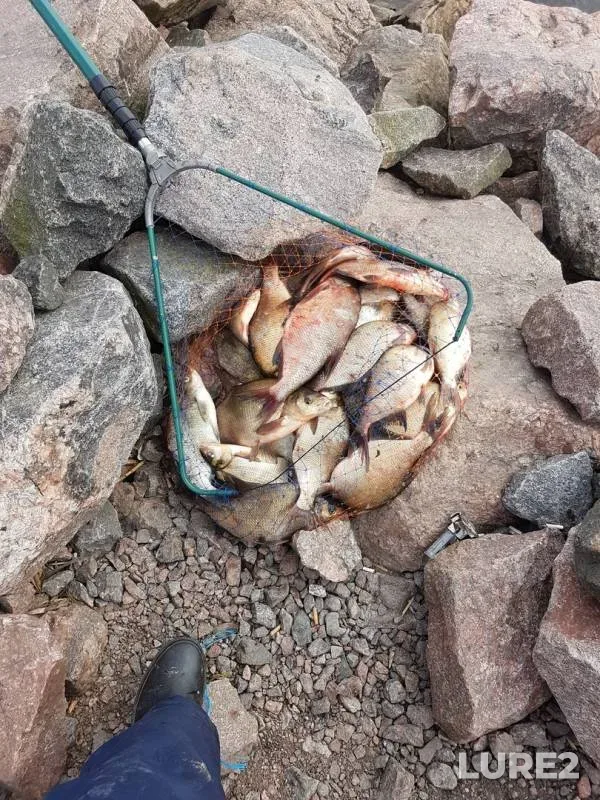 Bream — Leningradskaya oblast, Aug 05, 2019