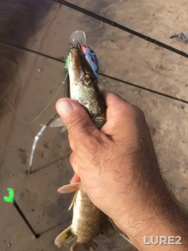 Pike — Novoladozhskiy kanal, Jul 24, 2019