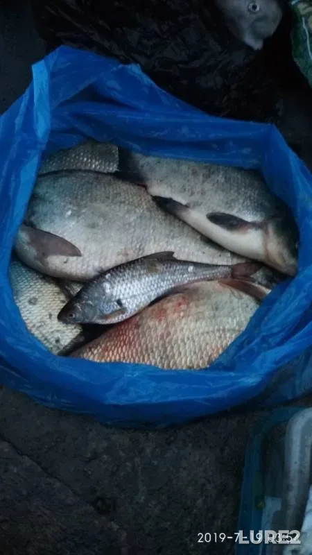 Bream, Roach — Volgo-Baltiyskiy kanal, Jul 19, 2019